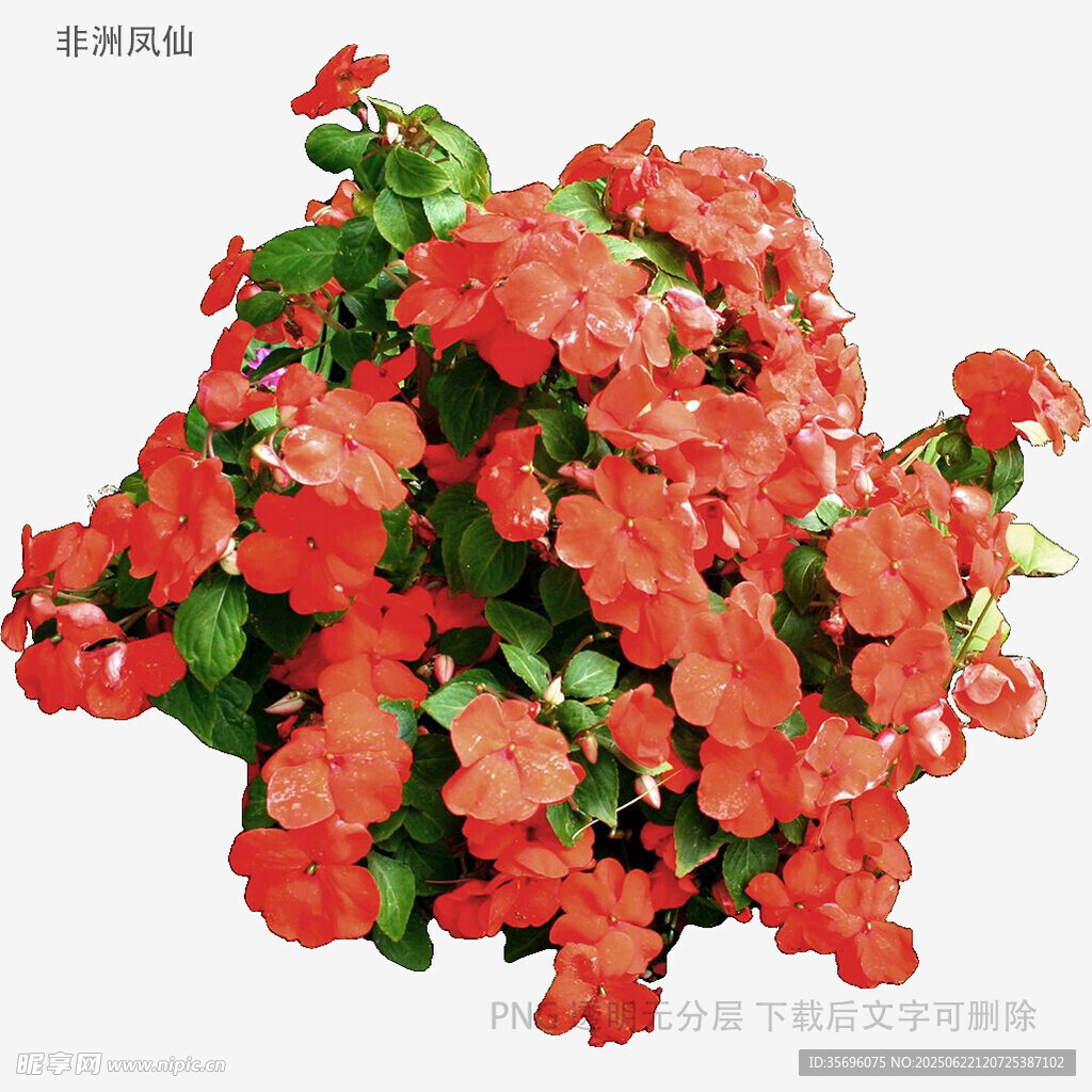 鲜艳红色花卉盆栽