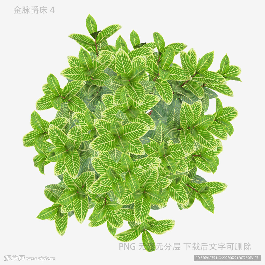 清新绿植俯视图