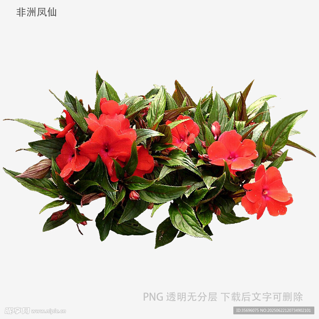 红色花卉绿植组合