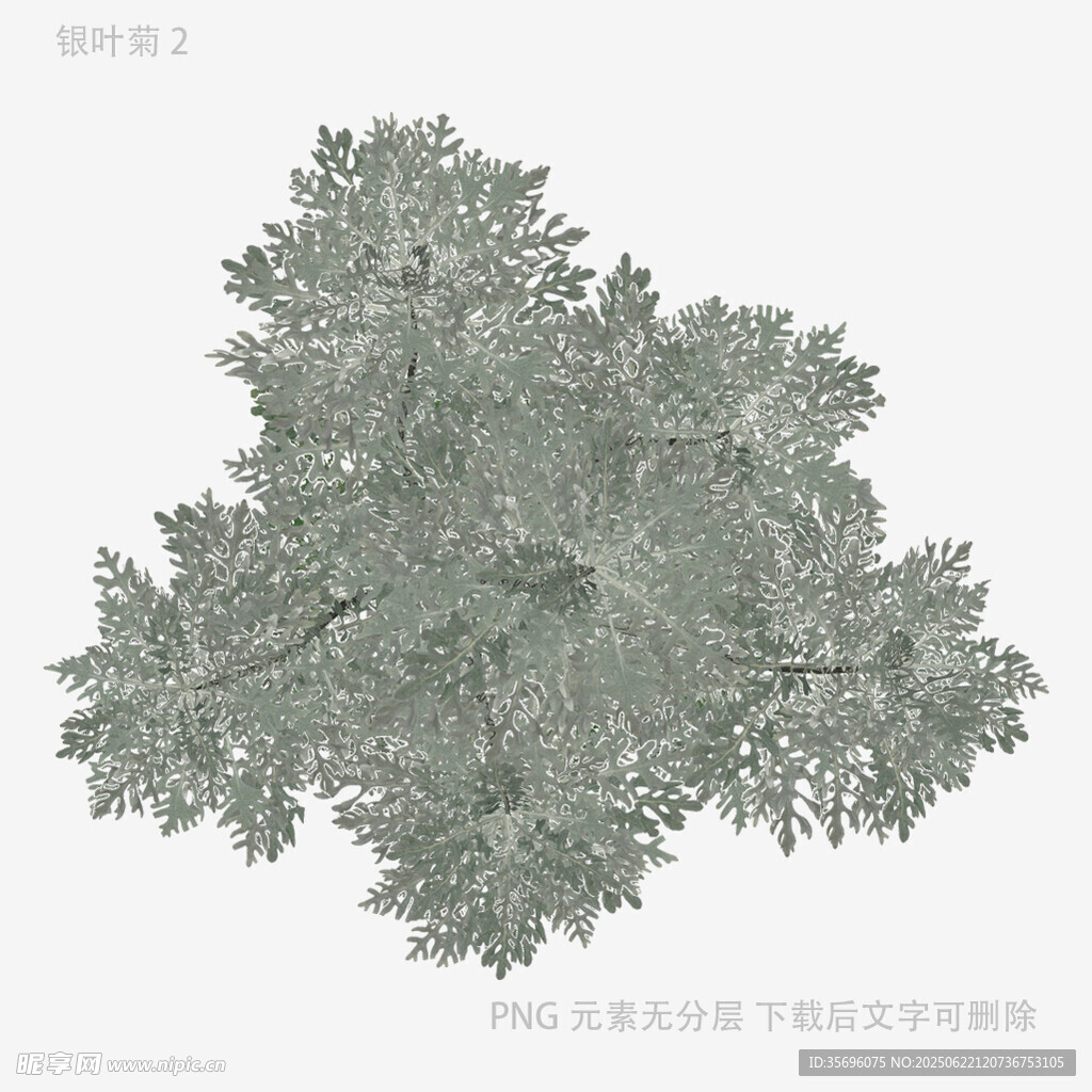 俯视视角树木3D模型