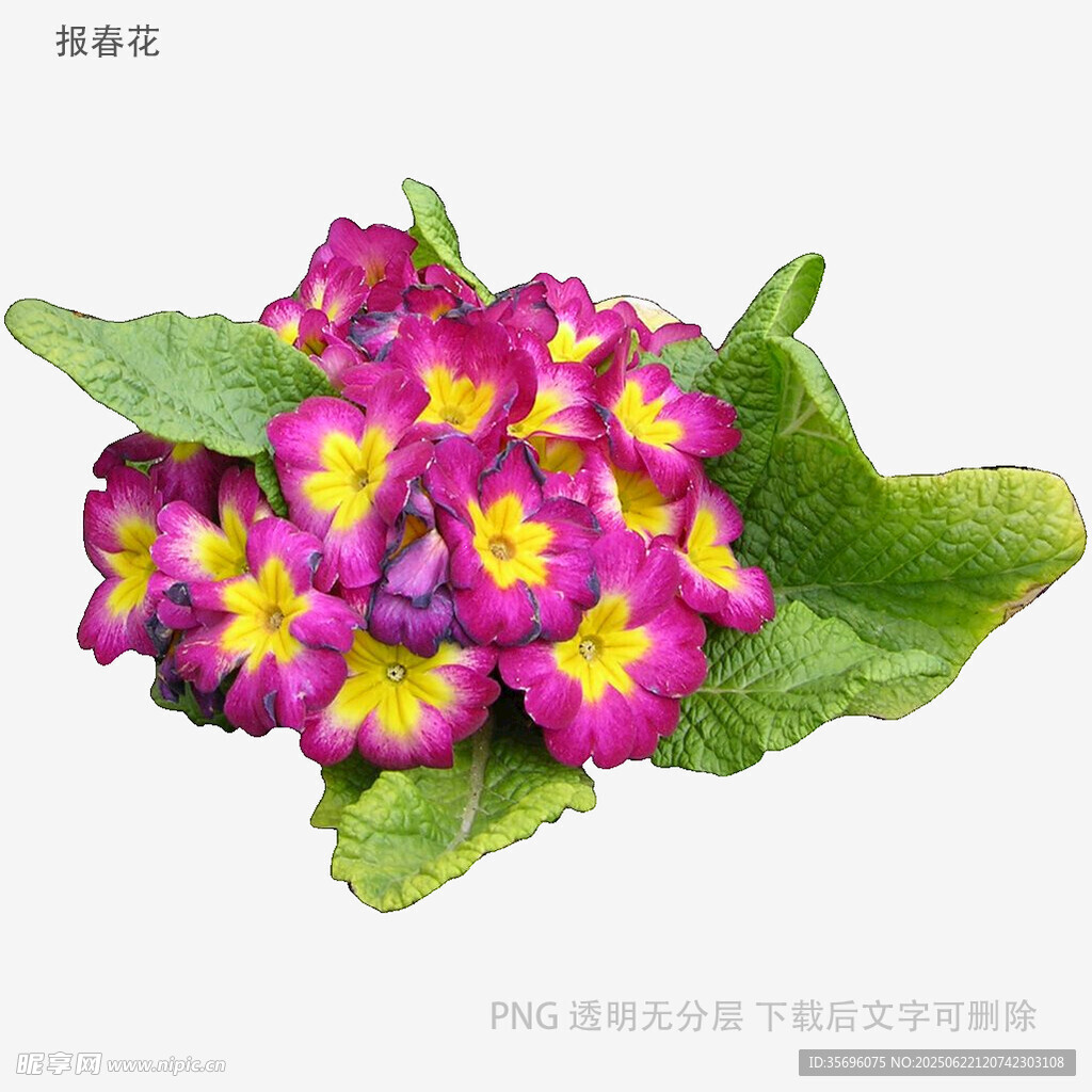多彩报春花绽放