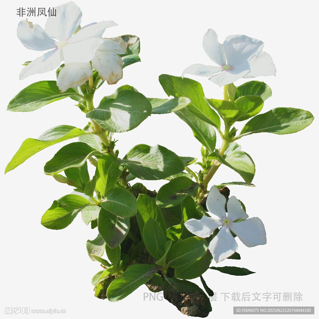清新白色栀子花绿植