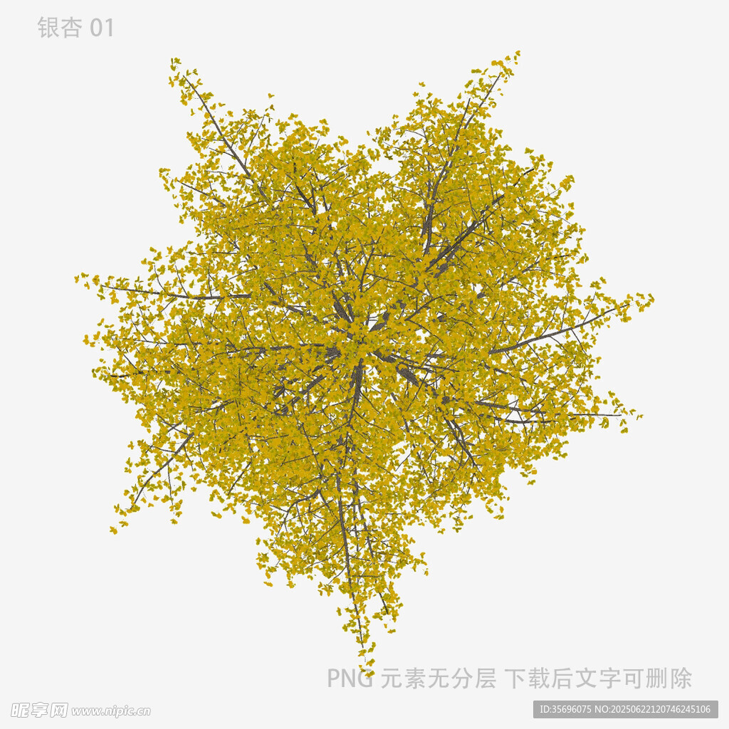 俯视视角的金黄树冠景观