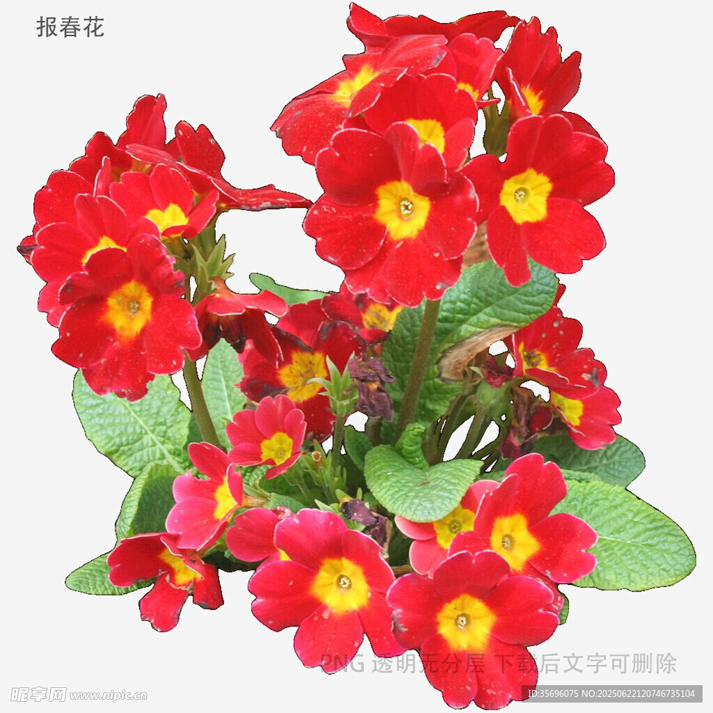 鲜艳报春花绽放