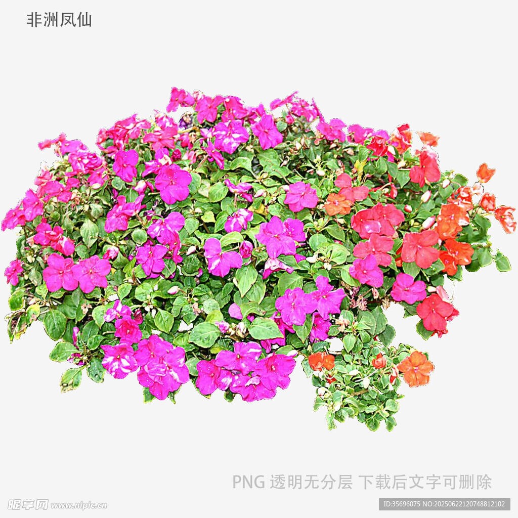 多彩繁茂的垂吊天竺葵