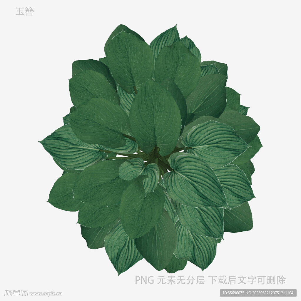 翠绿叶片植物特写