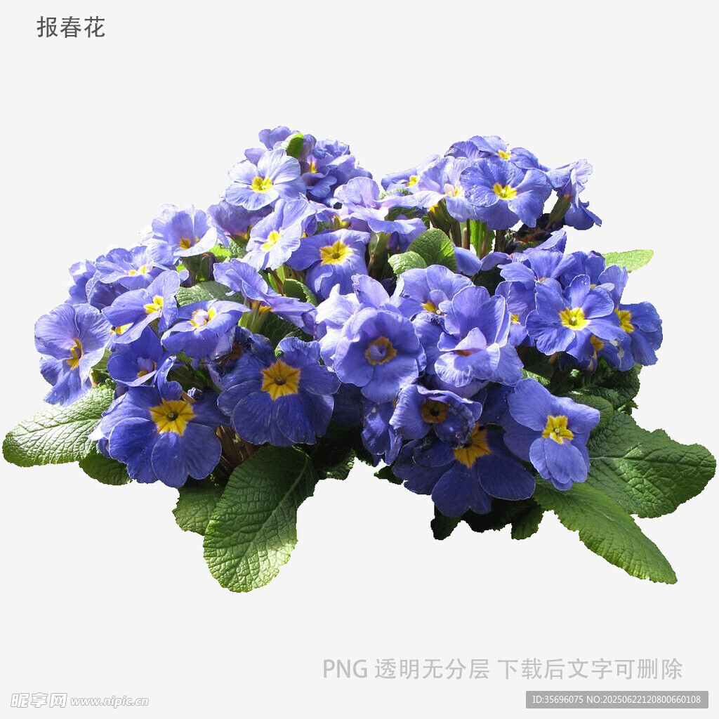 蓝紫色报春花绽放