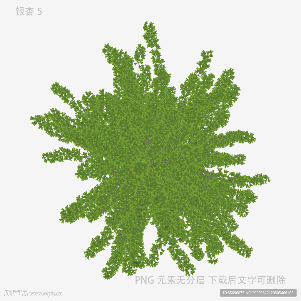 俯视视角的茂盛绿植树冠