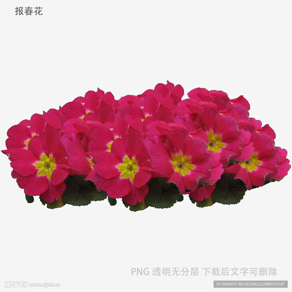 鲜艳玫红报春花绽放