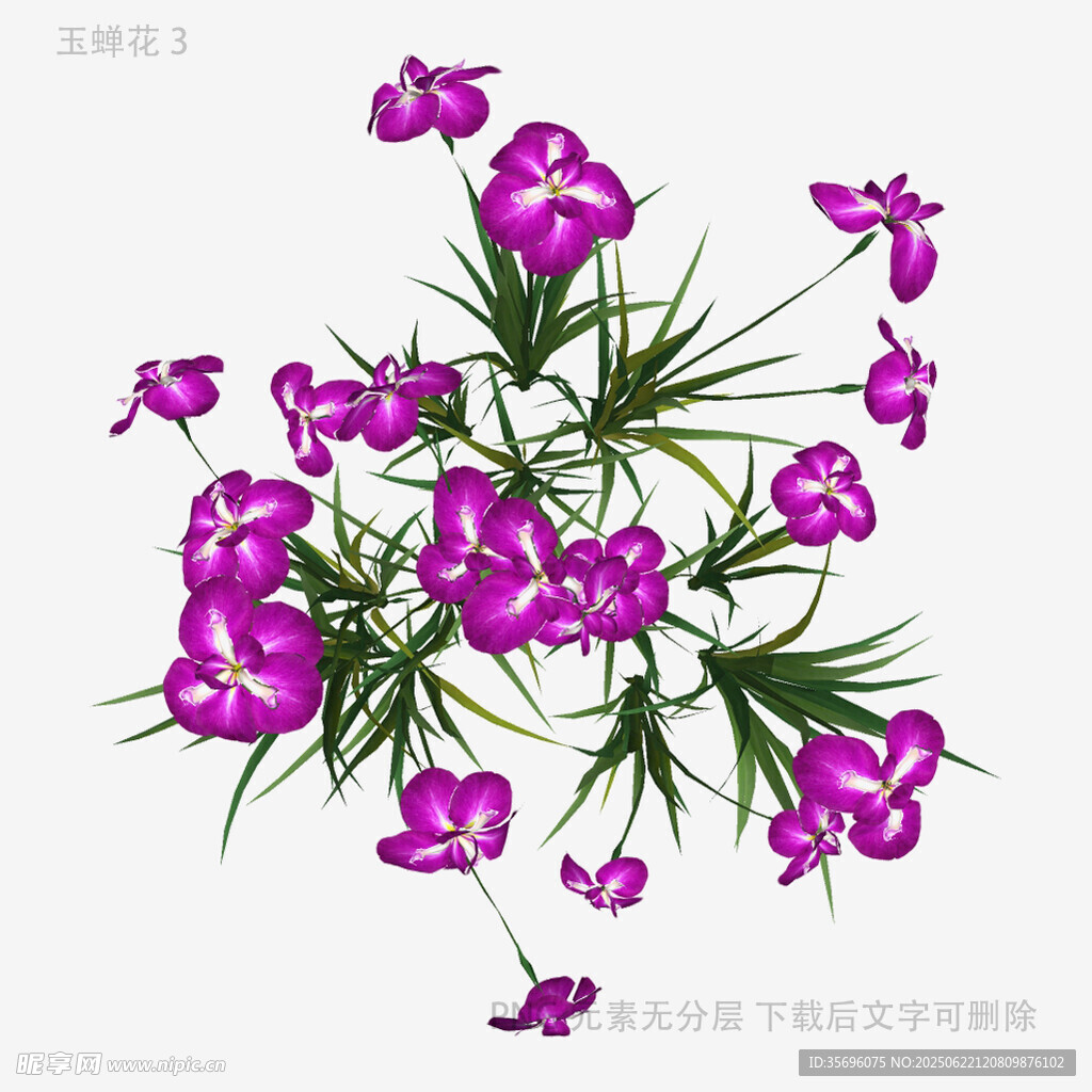 紫色花卉插画
