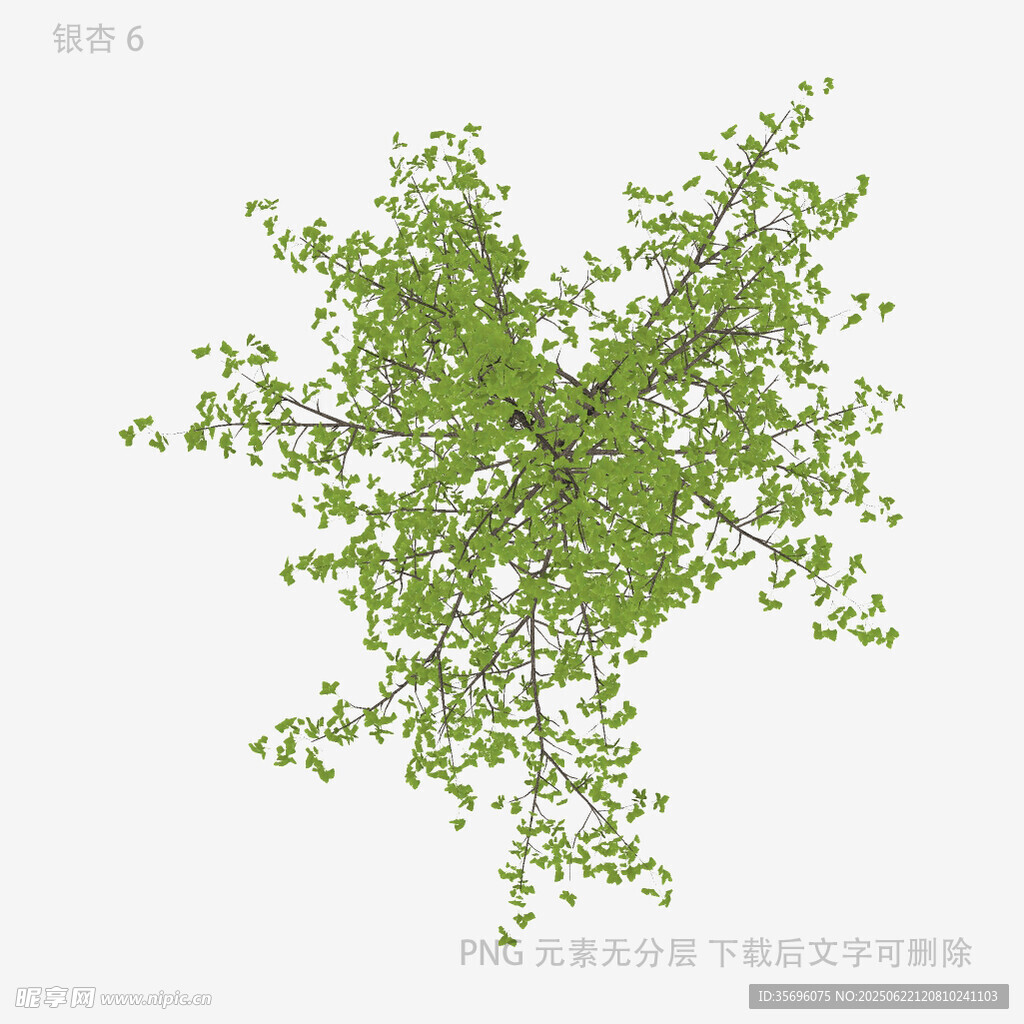 翠绿繁茂的枝叶植物