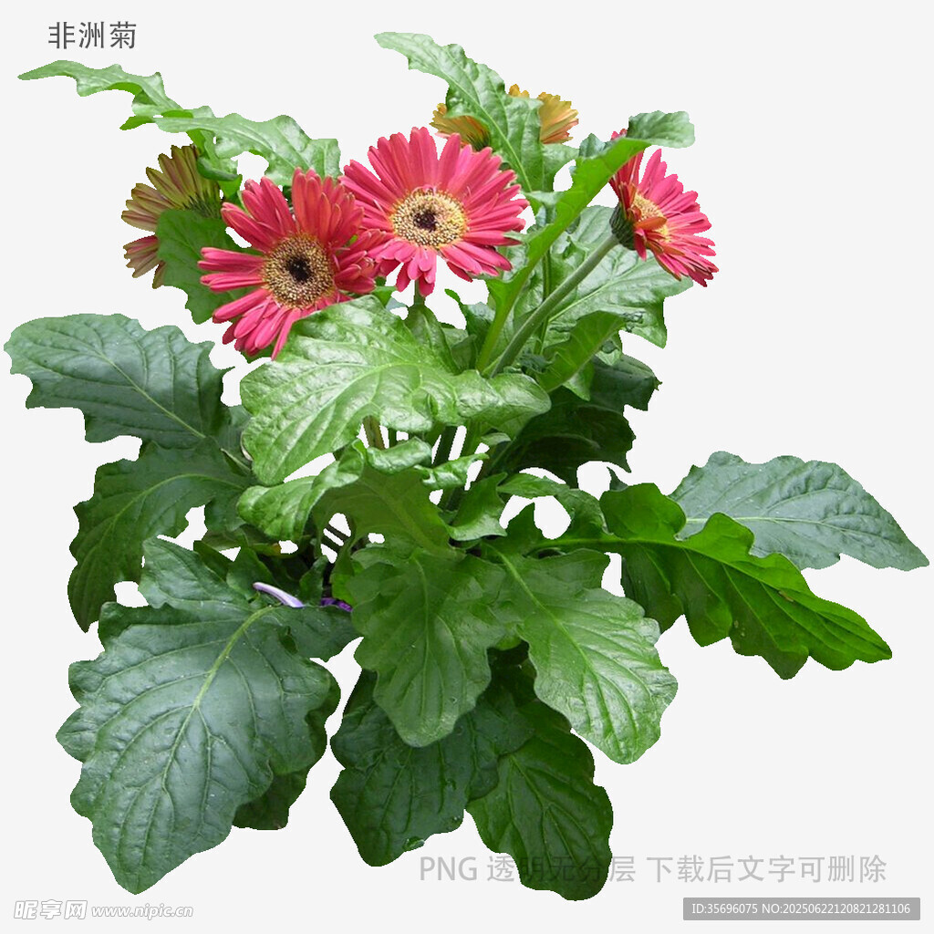 鲜艳非洲菊盆栽植物