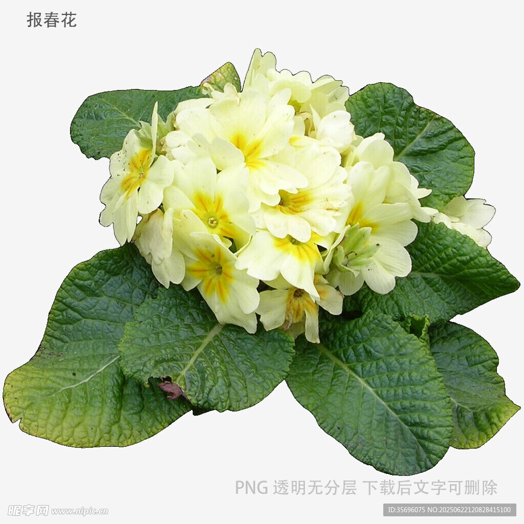 黄报春花绽放绿叶间