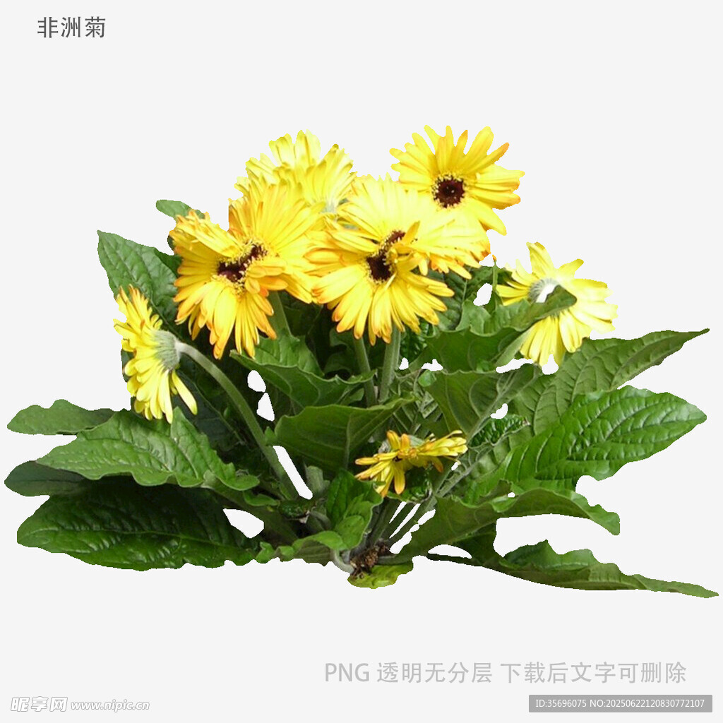 黄色雏菊绿植清新花卉图