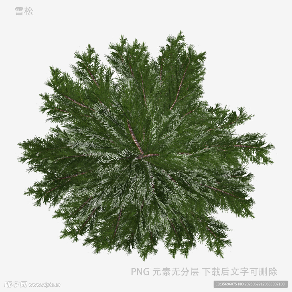 俯视视角下的翠绿松树
