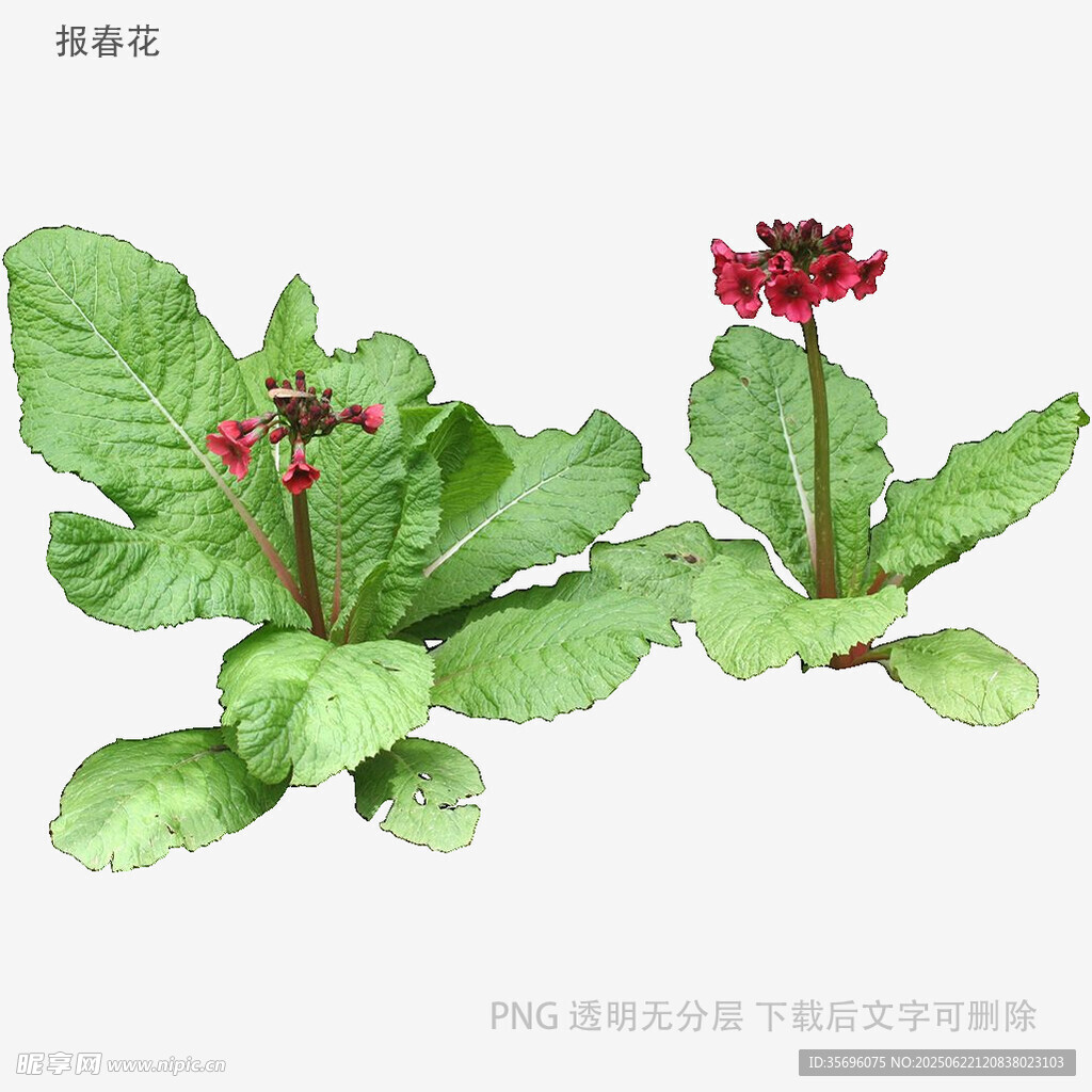 两株报春花植物特写