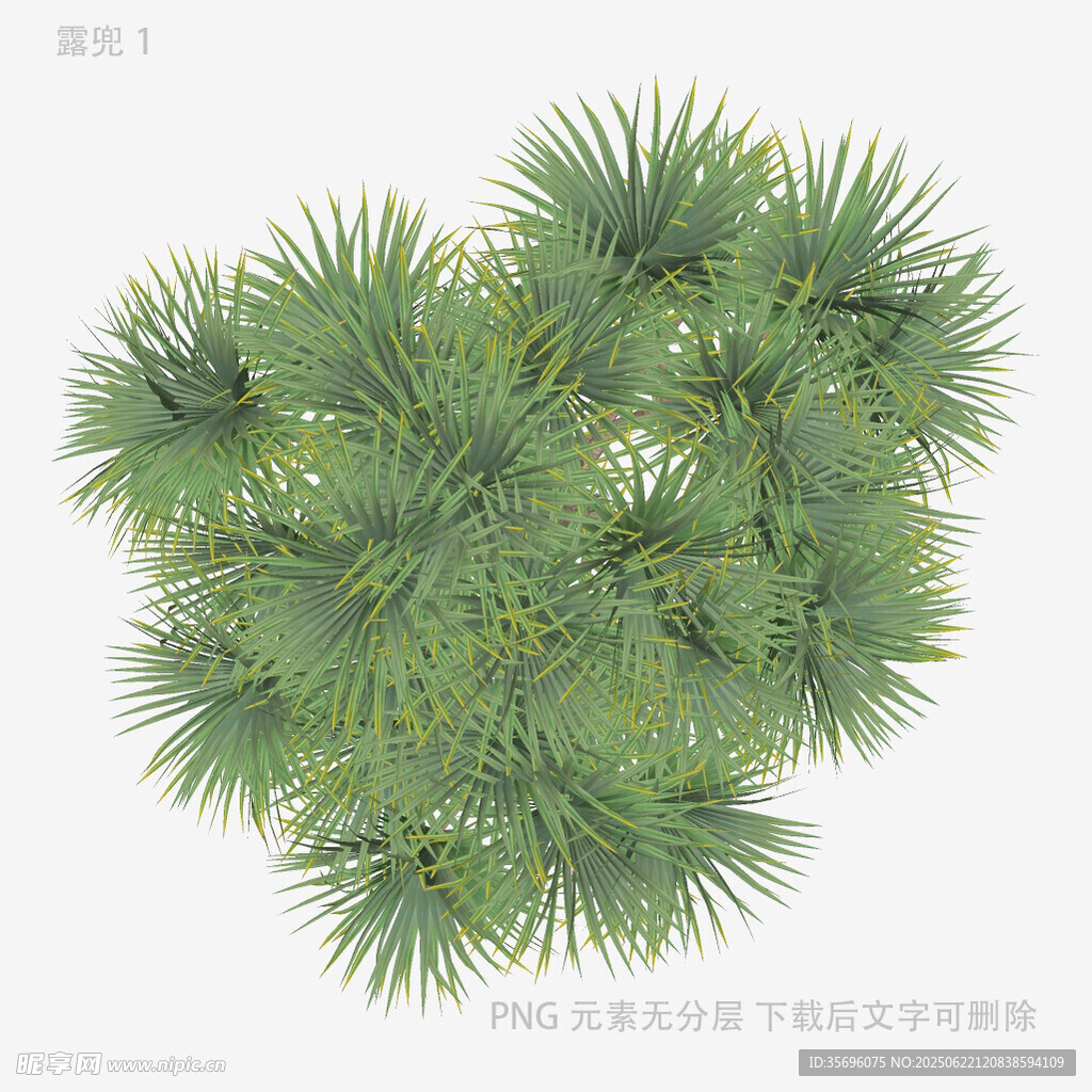 俯视视角下的翠绿松枝