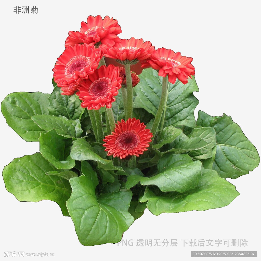 鲜艳红色非洲菊盆栽