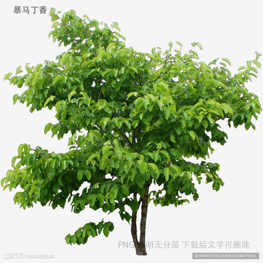绿叶繁茂的单棵树木