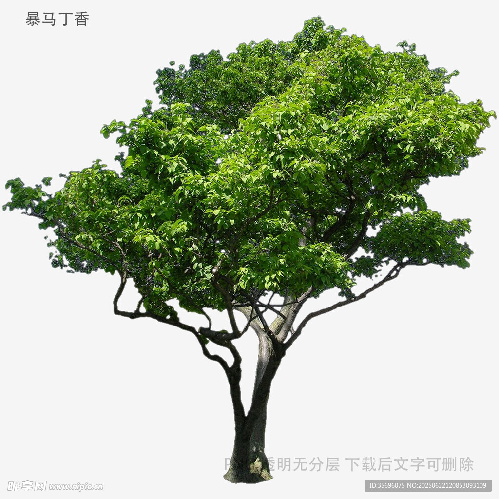 茂盛绿树独立于白色背景