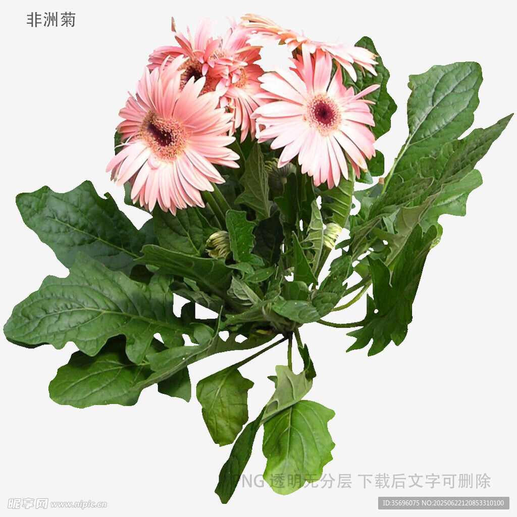 粉色雏菊绿植清新花卉图