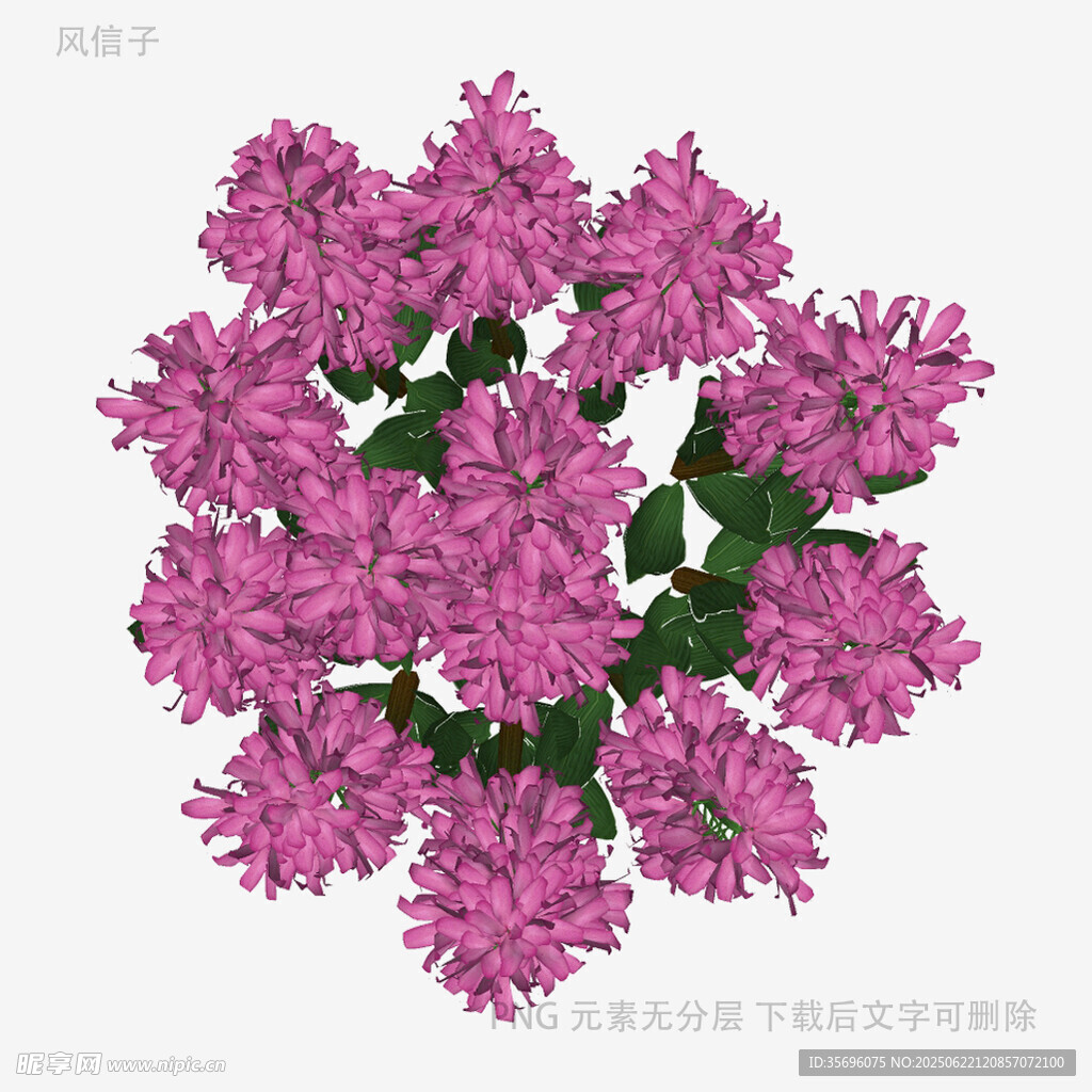 紫色繁花簇