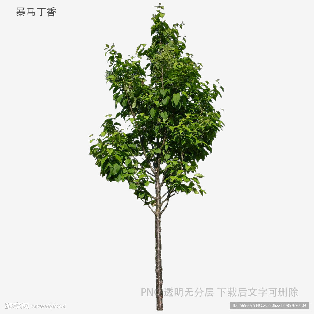 单棵绿树植物素材图