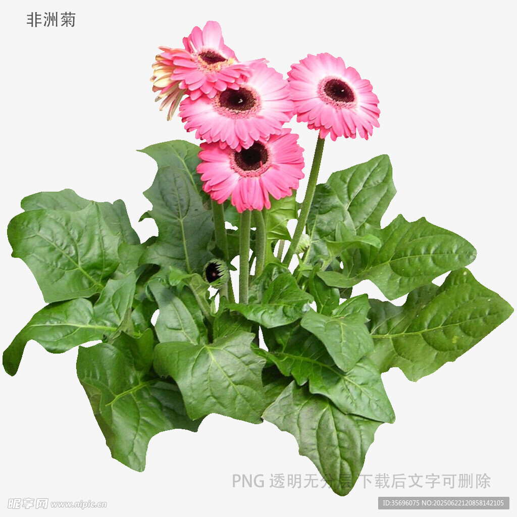粉色非洲菊盆栽