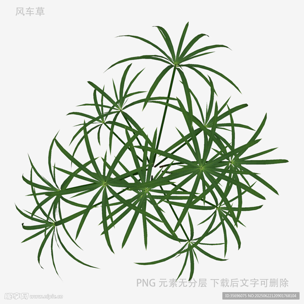 翠绿细长叶植物插画