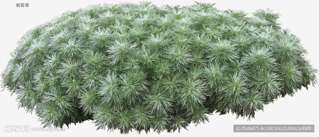 茂密绿植灌木