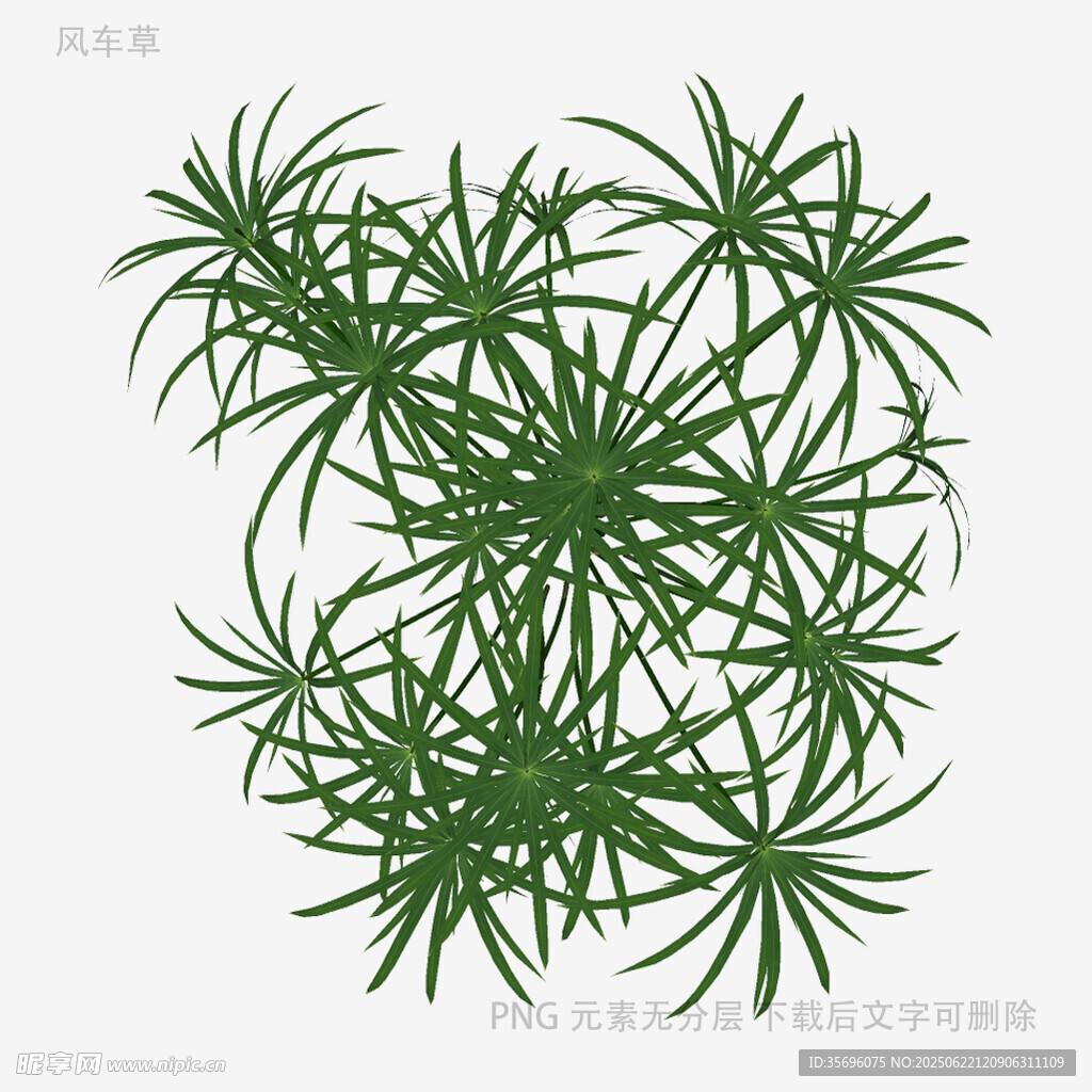 绿色松针植物插画