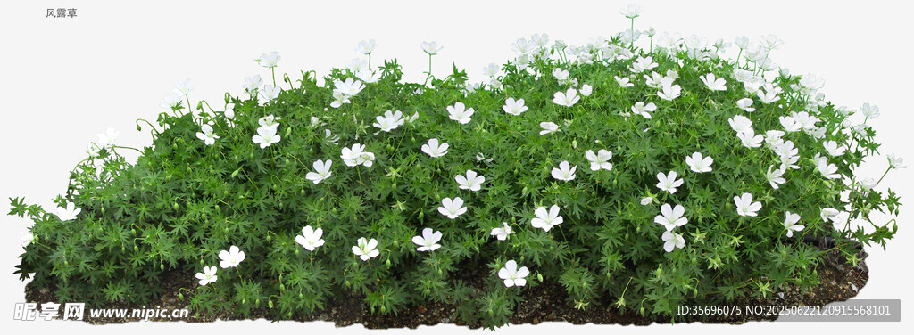 白色小花绿植盆栽