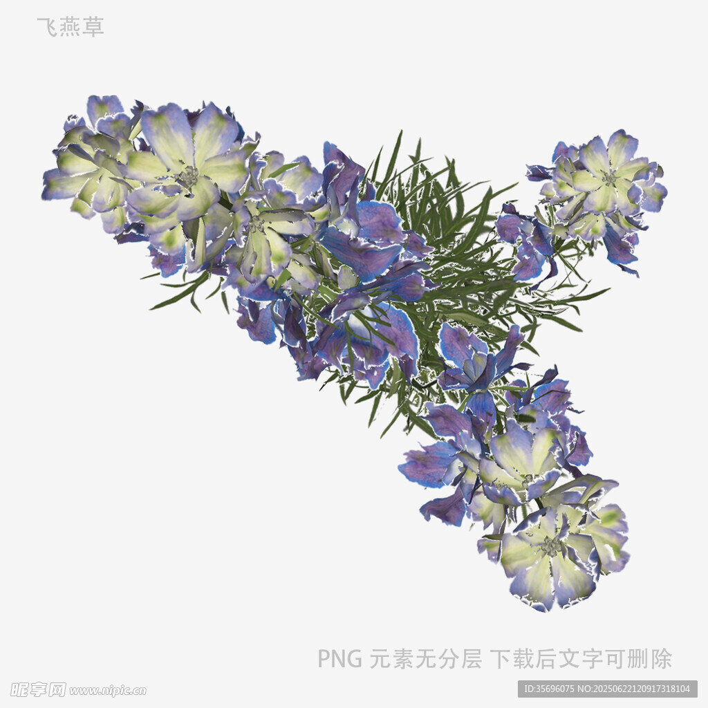 蓝紫色花卉特写