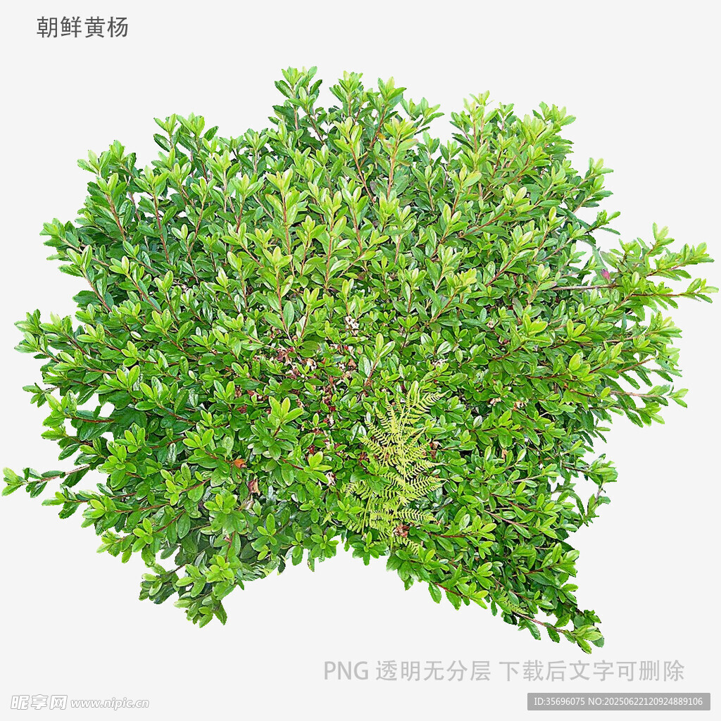 茂盛绿植