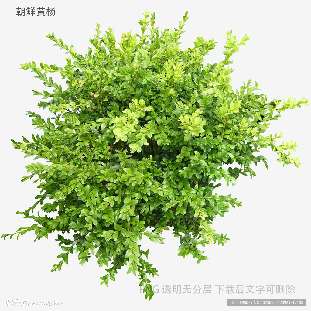 翠绿繁茂的球形绿植