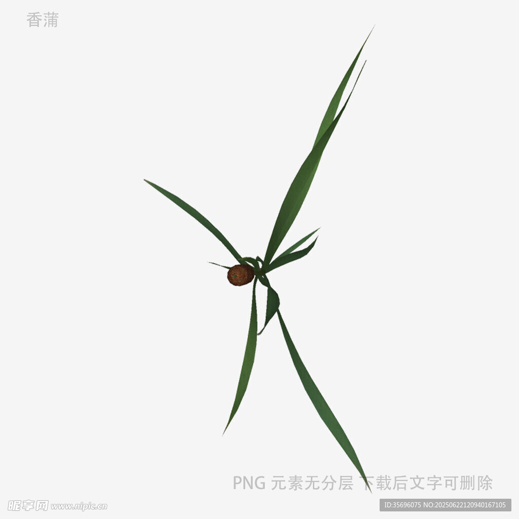 单株绿植特写