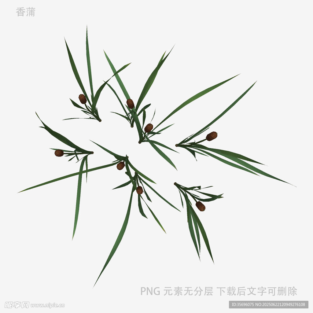 水墨风松枝插画