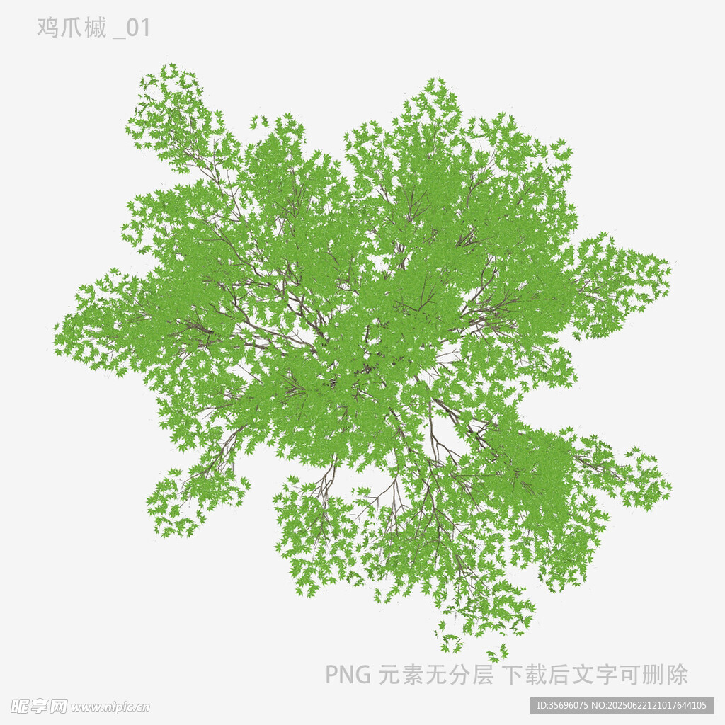 绿色繁茂树冠效果图