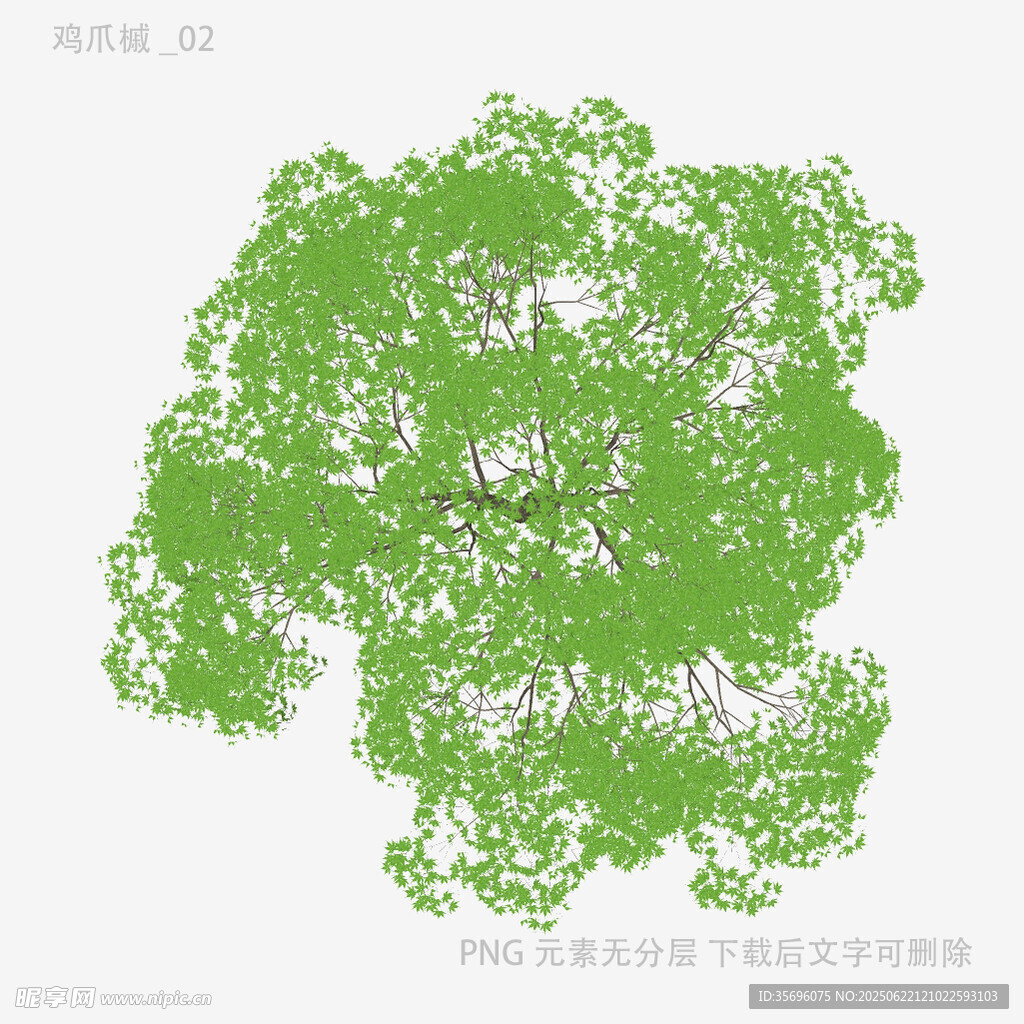 翠绿繁茂的树冠景象