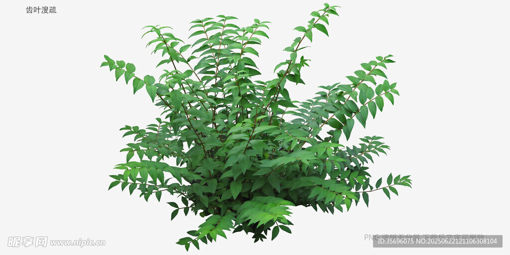 翠绿繁茂植物3D模型