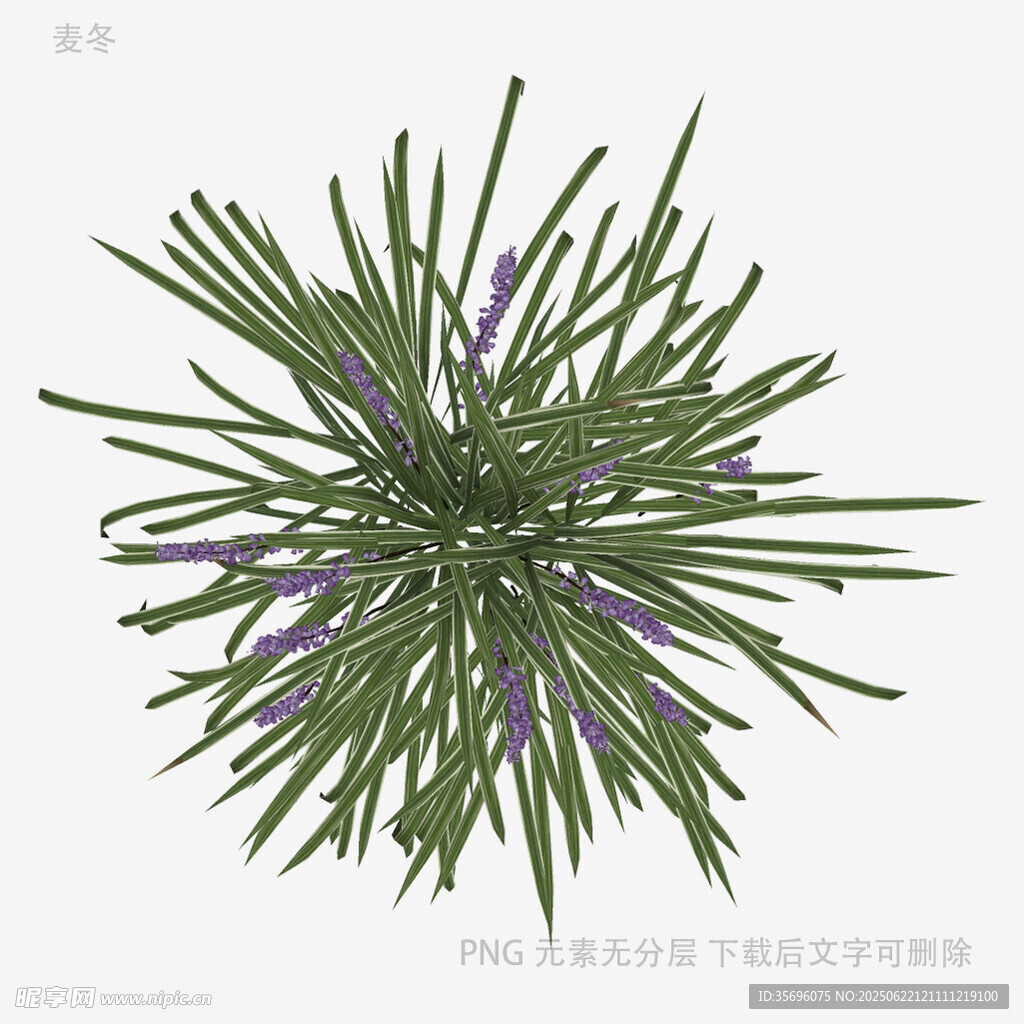 球形带紫花仙人掌植物