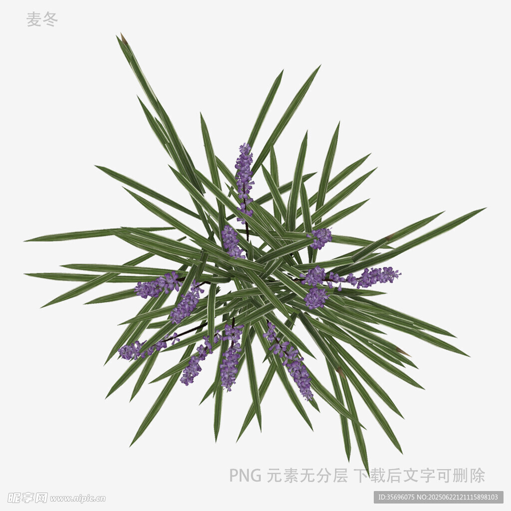 紫色花卉植物3D模型