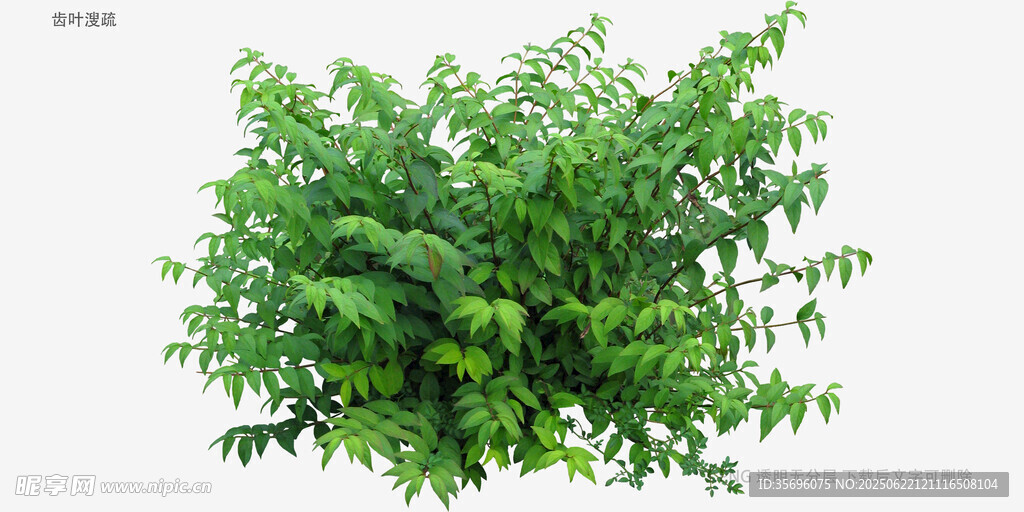 翠绿繁茂的灌木植物