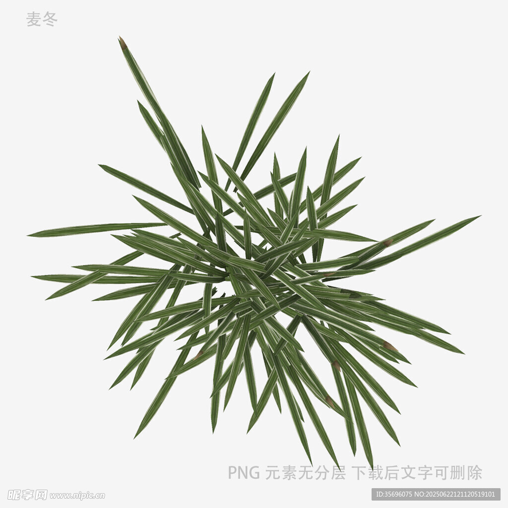 翠绿细长叶片的植物
