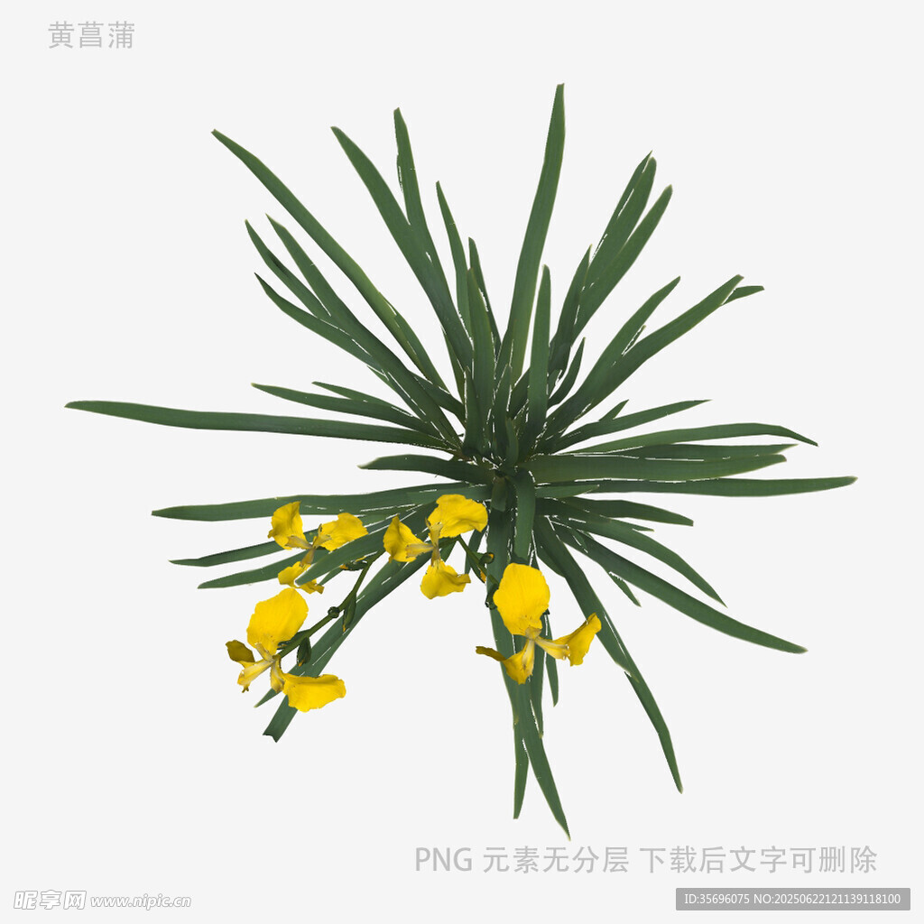 龙舌兰绽放黄色小花