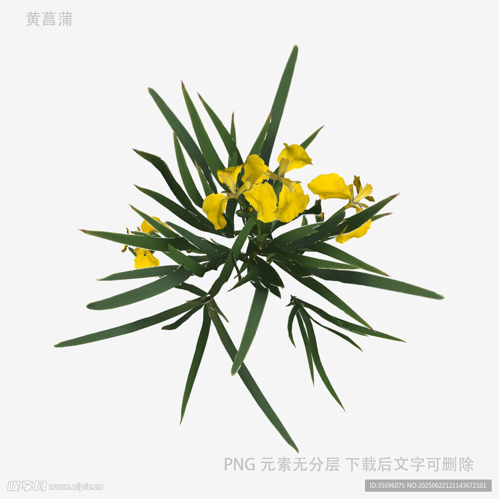 黄色花朵绿植特写