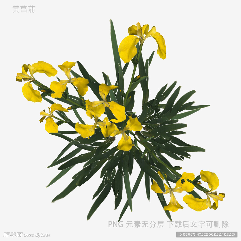 黄色鸢尾花植物特写