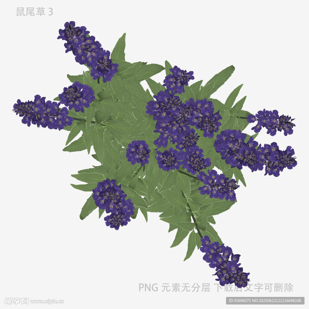 紫色薰衣草植物插画