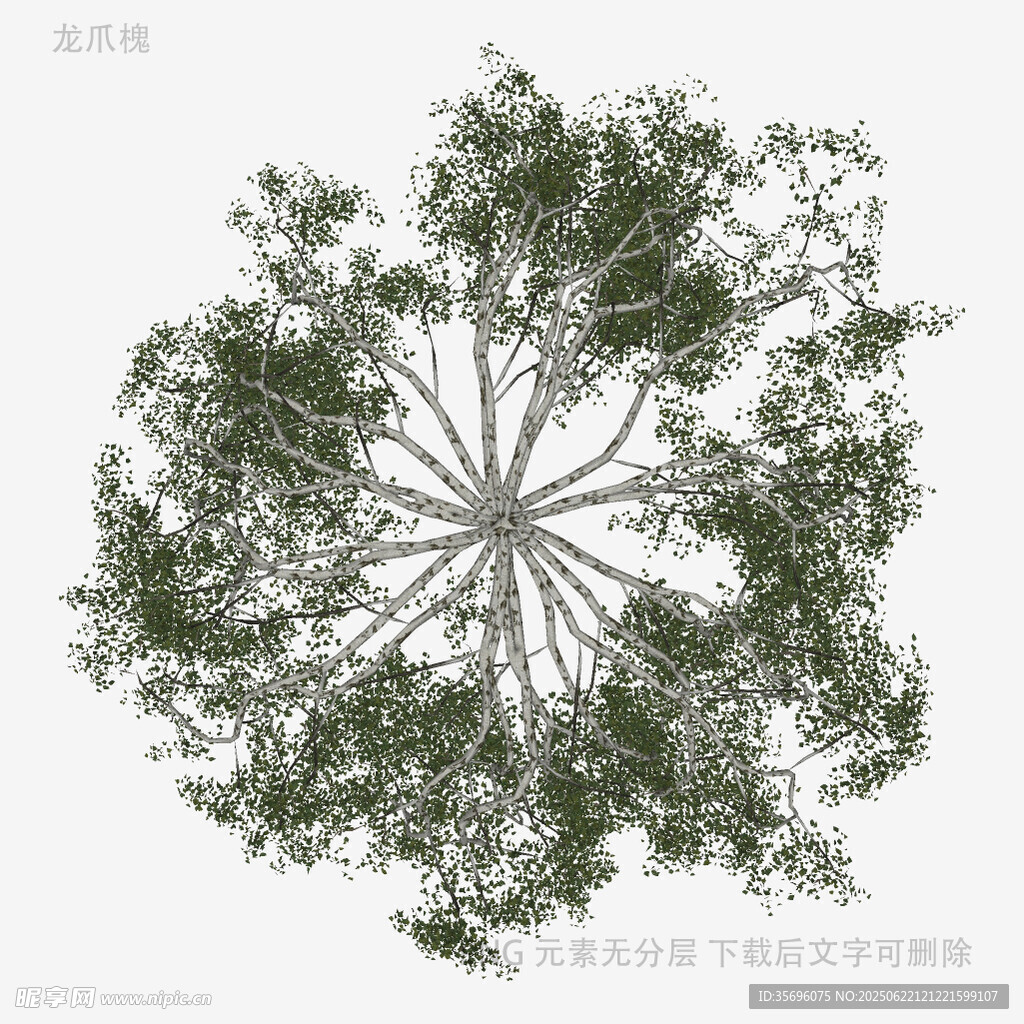 俯视视角的繁茂树木景观