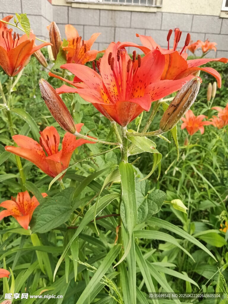 鲜艳绽放的红色百合花